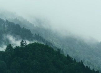 Является ли Эльмир Кулиев саляфитом?