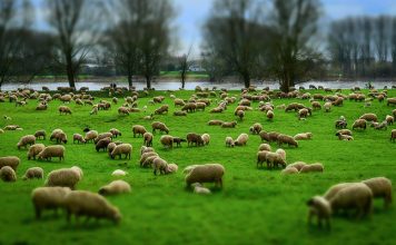 Имам Ибн Баз: Как выплачивать закят со скота, предназначенного для торговли