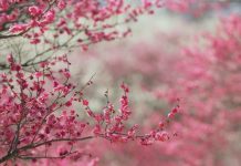 Истинный смысл Курбан айта (праздника жертвоприношения) Вишня расцветает еще больше радуя в праздник Курбан айт