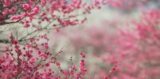 Вишня расцветает еще больше радуя в праздник Курбан айт