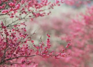 Истинный смысл Курбан айта (праздника жертвоприношения) Вишня расцветает еще больше радуя в праздник Курбан айт