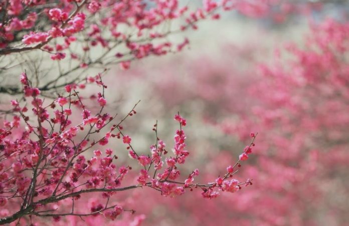 Вишня расцветает еще больше радуя в праздник Курбан айт