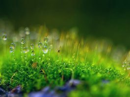 Мягкость сердца