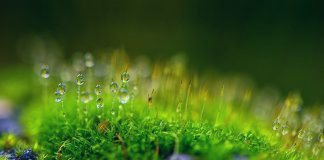 Мягкость сердца