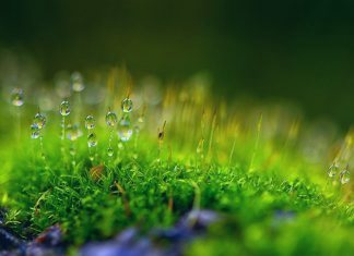 Мягкость сердца