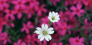 Маленький цветок как маленькая девочка