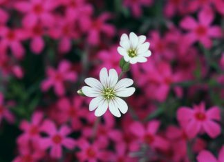 Маленький цветок как маленькая девочка