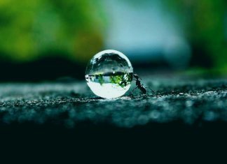 Муравей совершает тяжелую работу