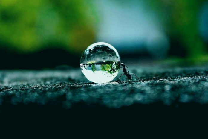 Муравей совершает тяжелую работу