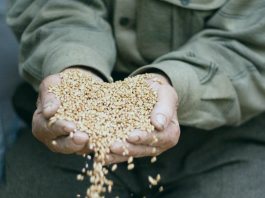 Шейх Мукбиль: Можно ли выдавать закят аль-фитр деньгами? Зерна, которыми дается закят фитр - а можно ли давать деньгами?