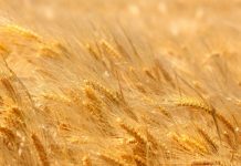 Имам Ибн Кайим: Следование истине вопреки мнению окружения