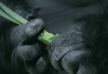 Миф эволюции Дарвина, ч.1 Опровержение эволюции Дарвина - человек произошел от обезьяны