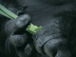 Опровержение эволюции Дарвина - человек произошел от обезьяны