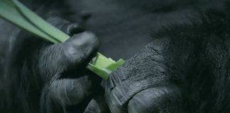 Опровержение эволюции Дарвина - человек произошел от обезьяны