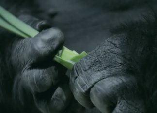 Опровержение эволюции Дарвина - человек произошел от обезьяны