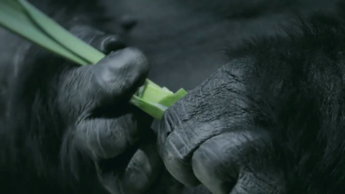 Опровержение эволюции Дарвина - человек произошел от обезьяны