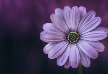 Женщины как цветы