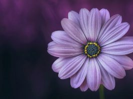 Женщины как цветы