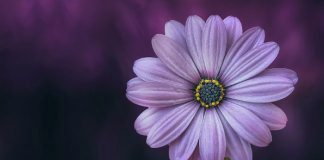 Женщины как цветы