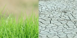 Хадис о намерении - земля плодородная и сухая