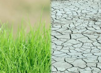 Хадис Пророка (ﷺ) о четырех типах людей в зависимости от намерений – комментарий шейха Фаузана Хадис о намерении - земля плодородная и сухая