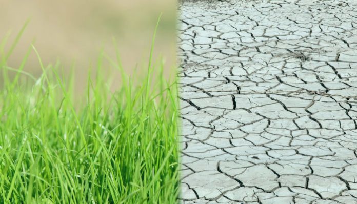 Хадис о намерении - земля плодородная и сухая Хадис о намерении - земля плодородная и сухая