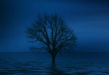 Одинокое дерево (будто бойкот)