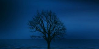 Одинокое дерево (будто бойкот)