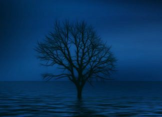 Одинокое дерево (будто бойкот)