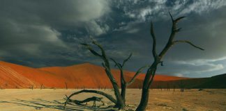 Мертвое дерево, от которого никакой пользы