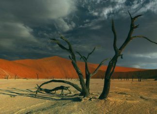 Имам Ибн Баз о мольбах и жертвоприношениях покойным Мертвое дерево, от которого никакой пользы