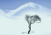 Хафиз Навави: Что нужно сказать, если увидел страдающего человека Дерево, страдающее от холода