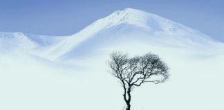 Дерево, страдающее от холода