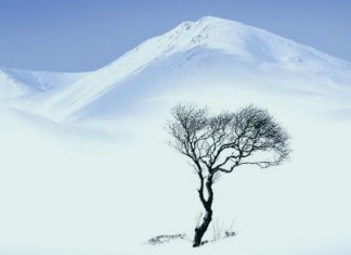 Дерево, страдающее от холода