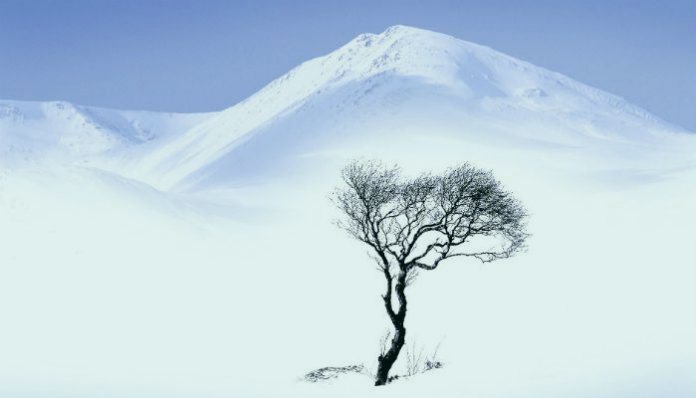 Дерево, страдающее от холода Дерево, страдающее от холода