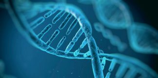 Миф эволюции Дарвина: ДНК человека