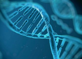 Миф эволюции Дарвина: ДНК человека