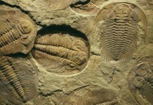 ископаемое