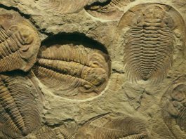 ископаемое