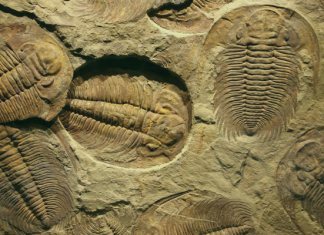 ископаемое