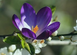 Похвала и рекомендация имама Убайда аль-Джабири шейху Мухаммаду ибн Галибу