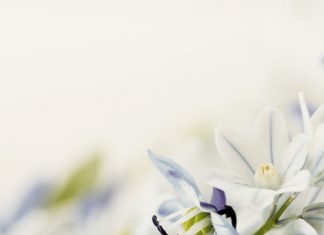 Опровержение тем, кто запрещает дуа «да хранит его Аллах» за правителя — шейх Мухаммад Умари