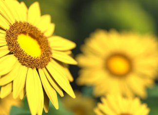 Как нам благодарить Аллаха за оказанные милости