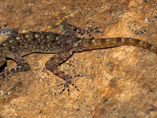 На самом ли деле Пророк ﷺ рекомендовал убивать ящериц