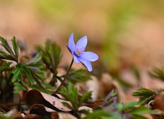 Довольство Аллаха превыше всего