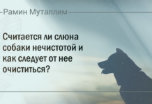 Считается ли слюна собаки нечистотой и как следует от нее очиститься?