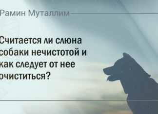 Считается ли слюна собаки нечистотой и как следует от нее очиститься?
